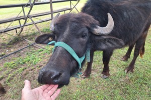 El búfalo, la “perla negra” de la ganadería argentina