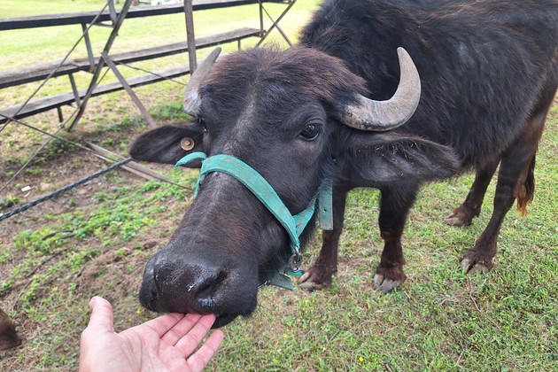 El búfalo, la “perla negra” de la ganadería argentina