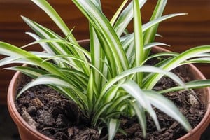 Plantas cinta con sus hojas largas y rayadas, perfectas para repisas y estantes.