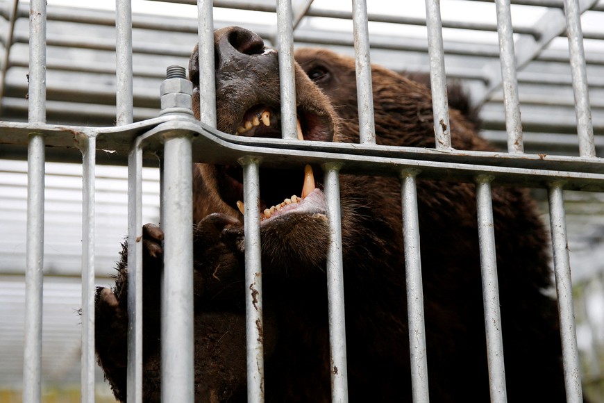 FILE PHOTO: A brown bear gnaws at the cage it is trapped in in Sunagawa, Hokkaido Prefecture, Japan October 16, 2024. REUTERS/Sakura Murakami/File Photo
