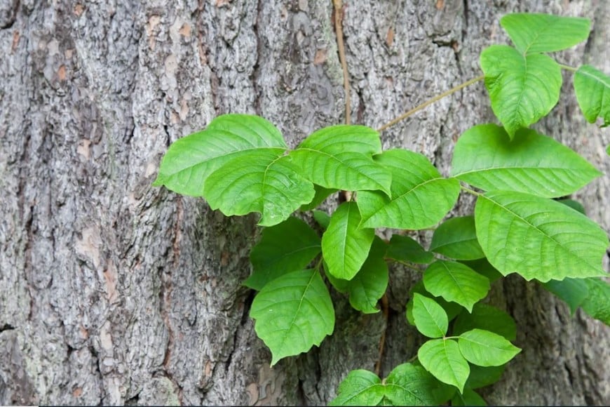 Algunos tipos de hiedras generan alergias, e incluso otros problemas en la piel. Crédito: Archivo