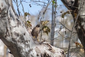 Las palomas encontraron en la ciudad condiciones ideales: pocas amenazas y alimento constante.