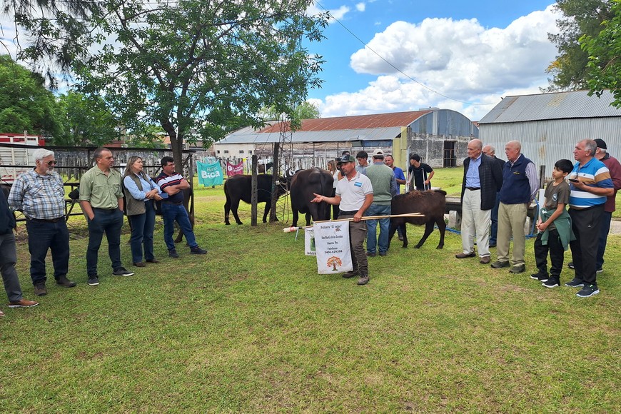 El búfalo, la “perla negra” de la ganadería argentina