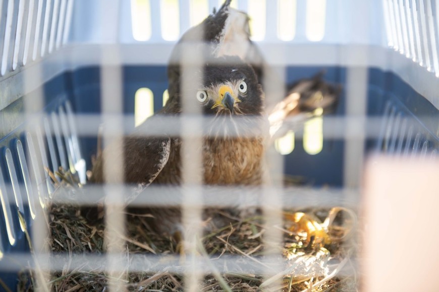 Rosario tiene la ordenanza 7713, donde se prohíbe la matanza de palomas y regula su control bajo criterios sanitarios y éticos.