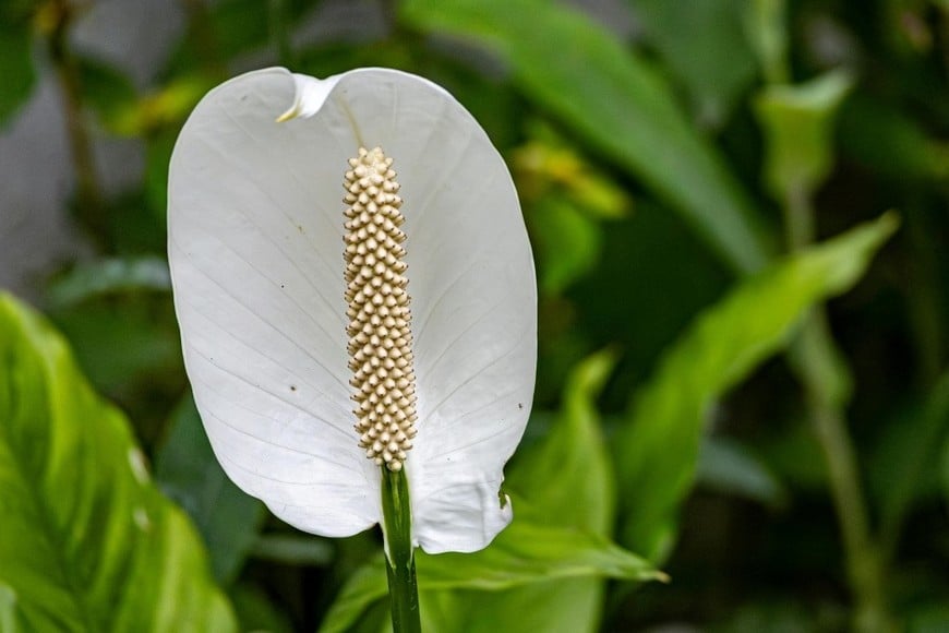 Espatifilos en flor, ideales para combinar con la decoración de verano.
