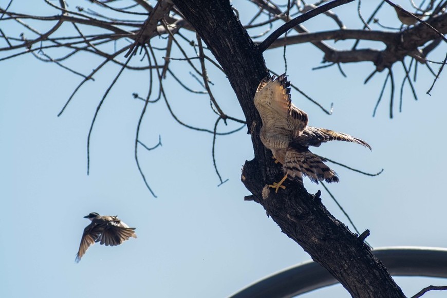 Las palomas encontraron en la ciudad condiciones ideales: pocas amenazas y alimento constante.