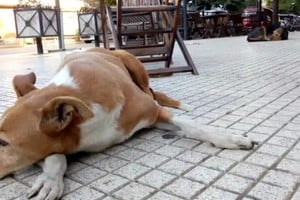 Investigación en Cafferata por muerte de perros presuntamente envenenados.