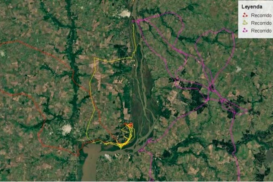 El GPS y las rutas del aguará. Gentileza Era Verde