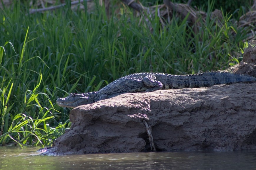 Biodiversidad. Archivo