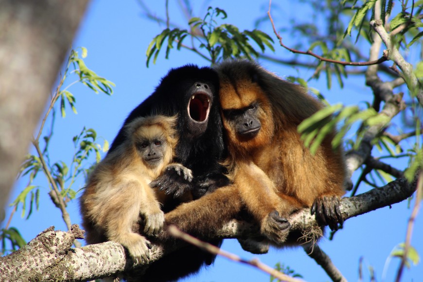 Biodiversidad. Archivo