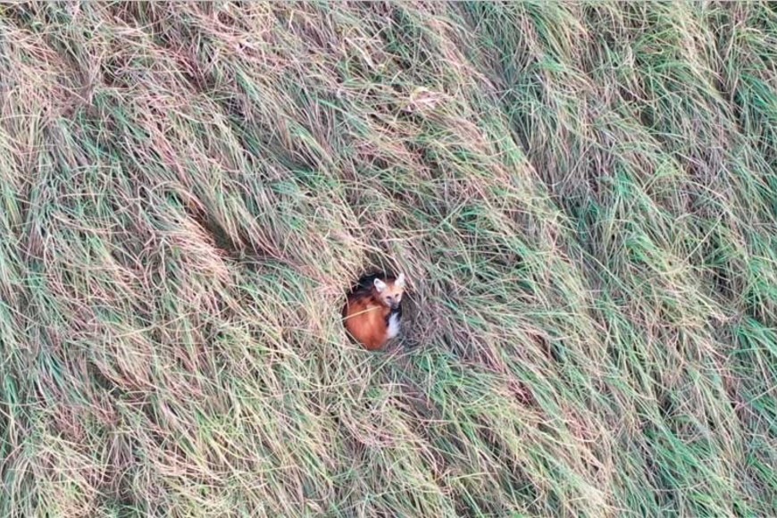 Chamarrita, un ejemplar de aguará guazú que pasa a la historia. Gentileza Era Verde