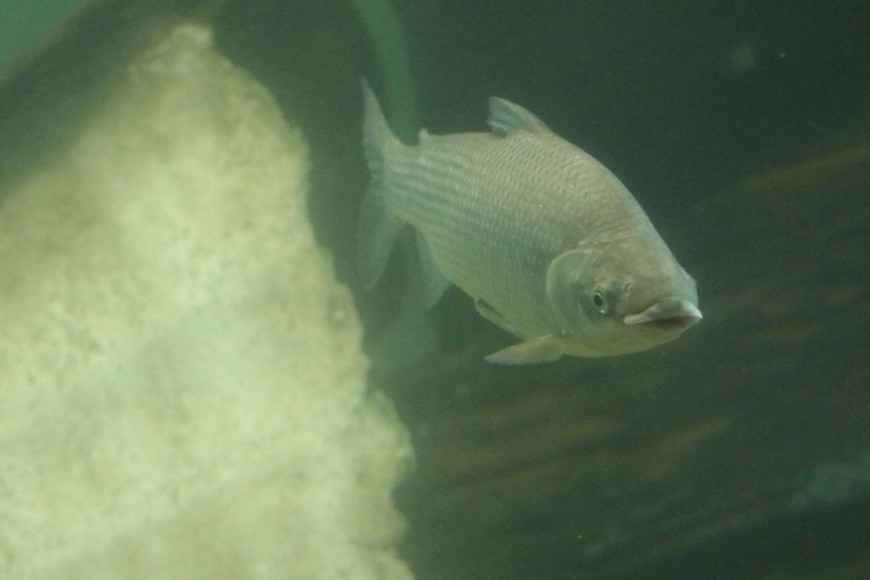 Solo 6 de cada 100 sábalos relevados en el Paraná están en edad reproductiva.