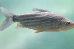 Pescadores se manifestaron en la Ruta Nacional 168 en reclamo del cierre de la exportación - Image 3