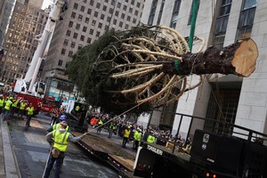 Llegó el árbol de navidad del Rockefeller Center a Nueva York. Foto: Reuters