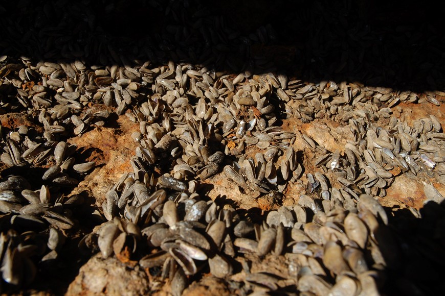 Mejillones. Flavio Raina (Archivo).