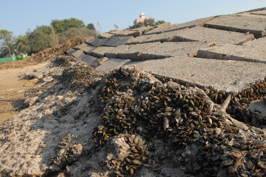 Mejillones. Flavio Raina (Archivo).