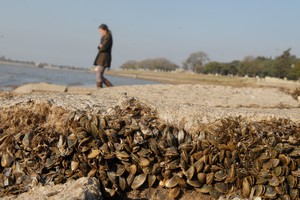 Mejillones. Flavio Raina (Archivo).
