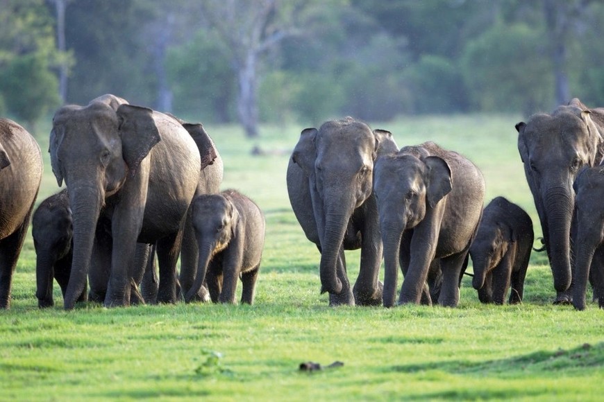 Los elefantes representan un símbolo profundo de la cultura, historia y naturaleza de Sri Lanka.