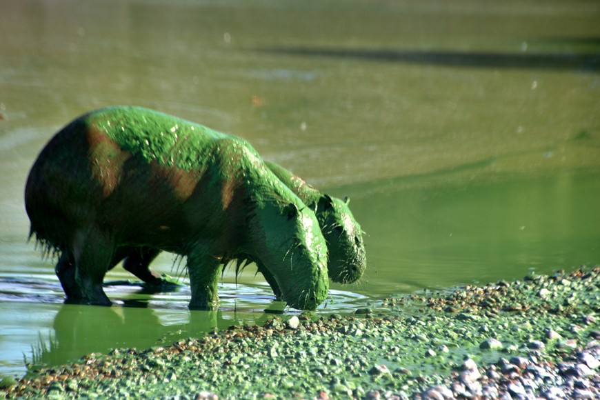 La imagen que duele. Carpinchos del humedal del Paraná contaminados con cianobaterias.

Gentileza Fundación Humedales/Wetlands International.