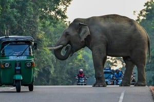 Los elefantes representan un símbolo profundo de la cultura, historia y naturaleza de Sri Lanka.