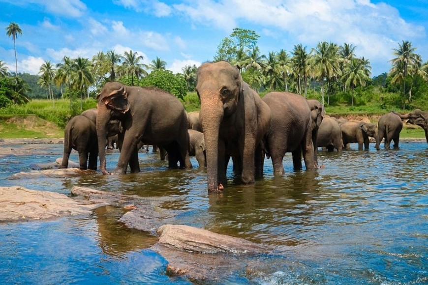 Los elefantes representan un símbolo profundo de la cultura, historia y naturaleza de Sri Lanka.