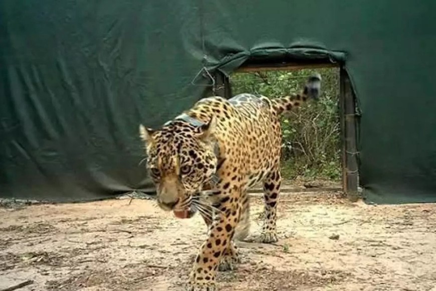 acai yaguarete impenetrable