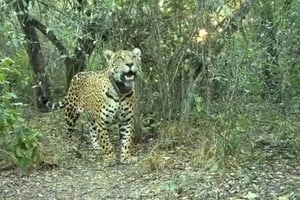 acai yaguarete impenetrable