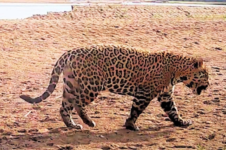 acai yaguarete impenetrable