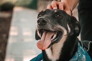 El tipo de alimento influye en el nivel de energía, concentración y estabilidad de las mascotas.