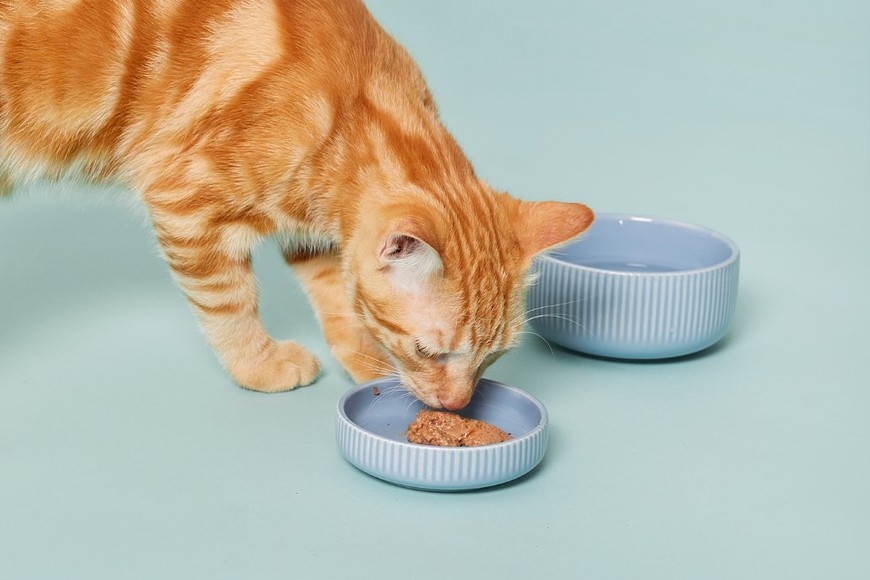 Elegir alimentos naturales y balanceados ayuda a prevenir el estrés.