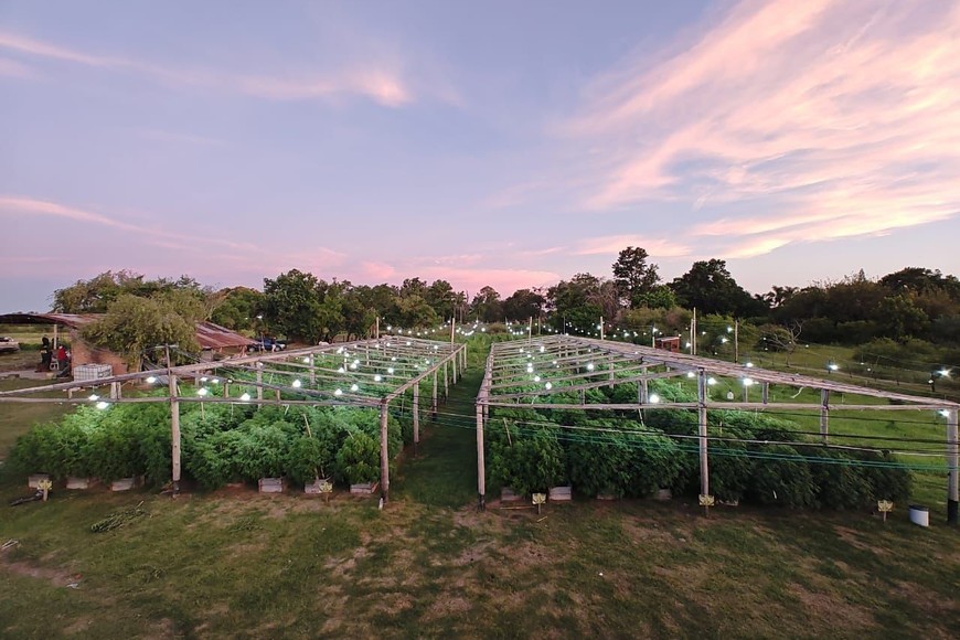 Vivero narco marihuana Arroyo Leyes