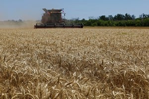 Trigo 2025/26: exportaciones récord antes del inicio oficial. Foto: Archivo