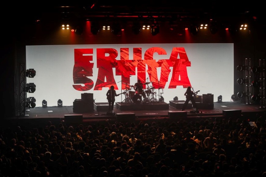 Eruca Sativa en vivo