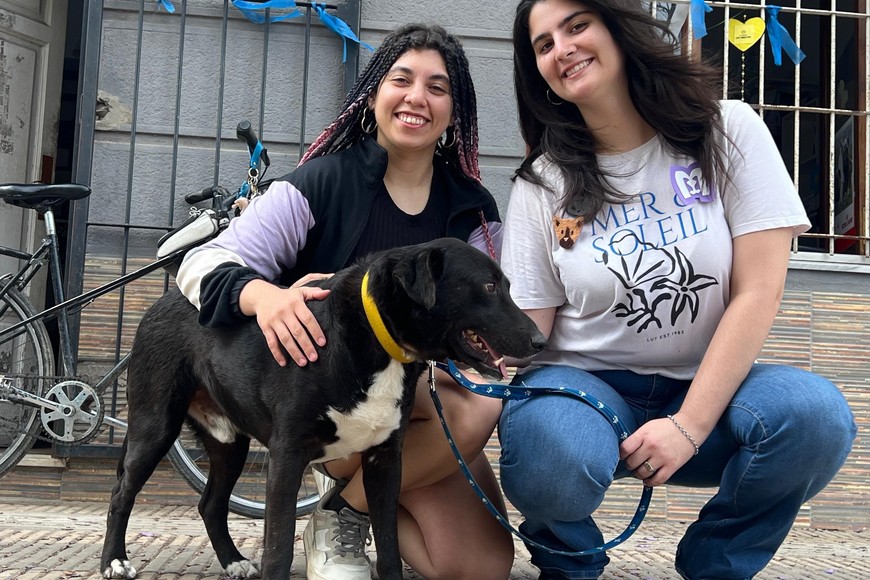 Donar tiempo para los perros rescatados de la calle.