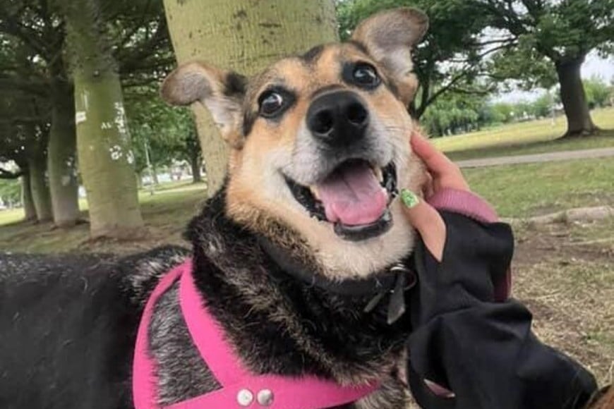 Mamucha, la perrita que pasó tres años sin salir de la veterinaria, volvió a jugar y a confiar gracias a los paseos y al cariño de los voluntarios de Superamigos.