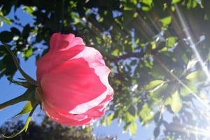 "(...) Y con tanta tierra por delante, yo aún no sé dónde florecerán mis rosas".