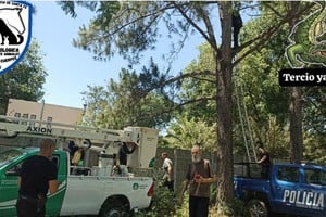 rescate mapache colastiné norte