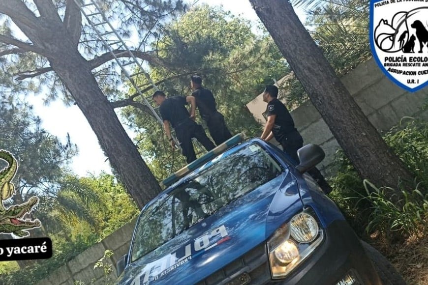 rescate mapache colastiné norte