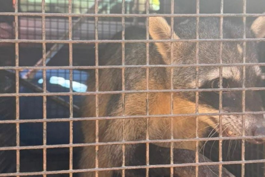 Rescate de un mapache en Colastiné Norte. Foto: Gentileza