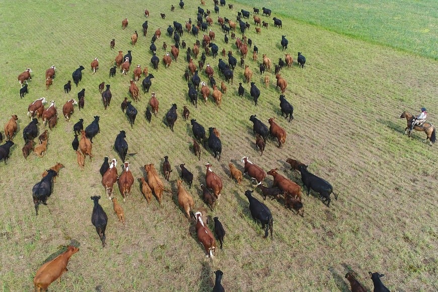(251028) -- SANTA ROSA, 28 octubre, 2025 (Xinhua) -- Vista aérea tomada con un dron el 23 de octubre de 2025 de un trabajador arreando ganado vacuno en un campo, en la ciudad de Santa Rosa, en la provincia de La Pampa, Argentina. Desde el corazón de la Pampa Húmeda argentina, a unos seiscientos kilómetros al suroeste de la ciudad de Buenos Aires, se prepara la carne vacuna de alta calidad que representará al país sudamericano en la 8ª edición de la Exposición Internacional de Importaciones de China (CIIE, por sus siglas en inglés) en Shanghai, donde la tradición ganadera argentina buscará seguir consolidándose en el mercado chino. (Xinhua/Ezequiel Putruele) (mz) (oa) (ah) (ce)