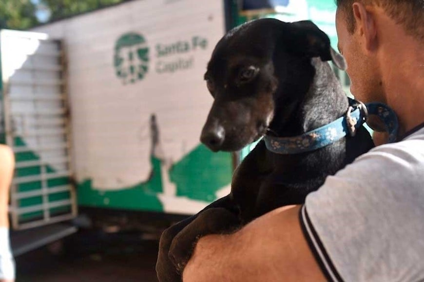 El gobierno local aclaró una cuestión vinculada al cuidado animal.