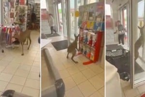 Una cierva perdida desató una persecución insólita en Rusia.