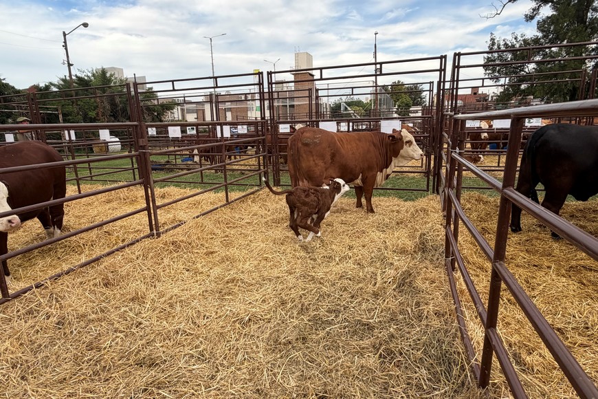 La genética santafesina brilló en un remate que ya es un clásico