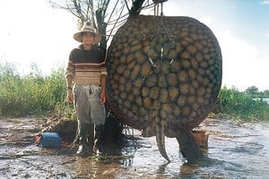Raya gigante de unos 200 kilos capturada en el sistema Leyes Setúbal a principios de este siglo. Archivo.
