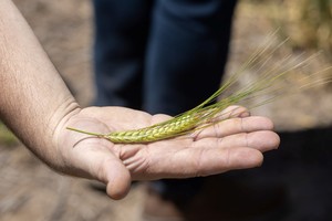 Cebada sustentable, del campo a la cerveza