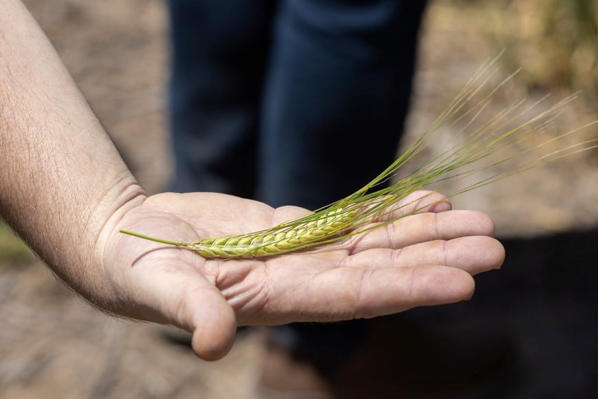 Cebada sustentable, del campo a la cerveza