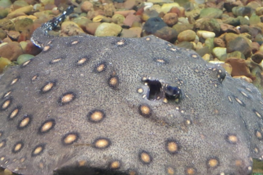 Raya gigante. Archivo.