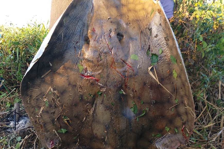 Otro ejemplar de raya gigante. Archivo.