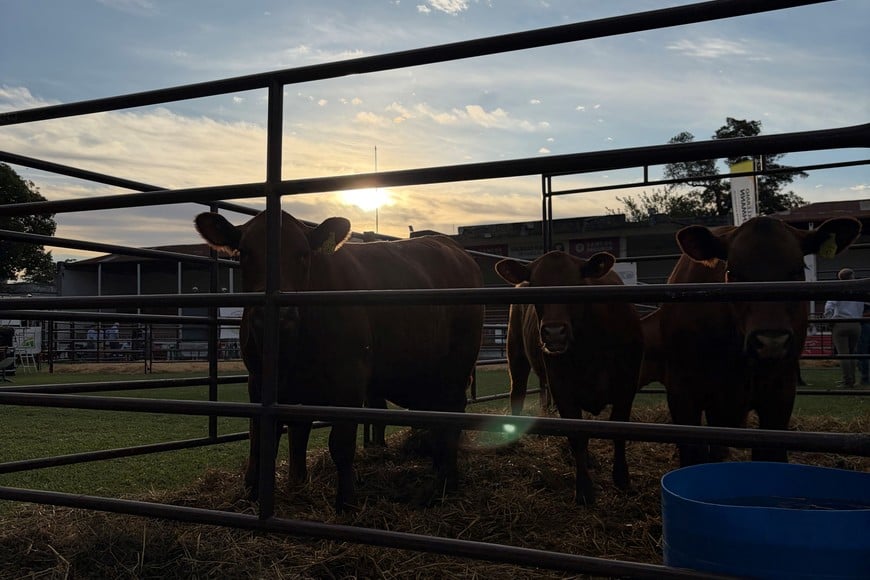 La genética santafesina brilló en un remate que ya es un clásico