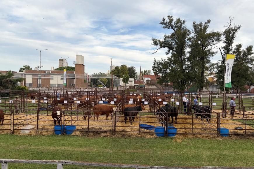 La genética santafesina brilló en un remate que ya es un clásico